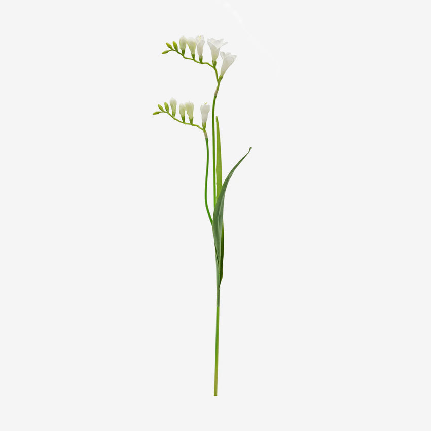 Torre & Tagus | Freesia Multi Bloom Stem - Blanc