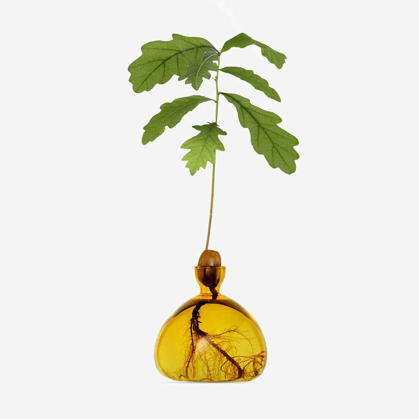 Ilex Studio | Acorn Vase