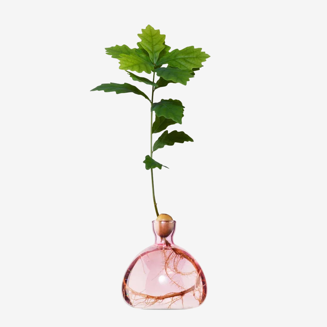 Ilex Studio | Acorn Vase