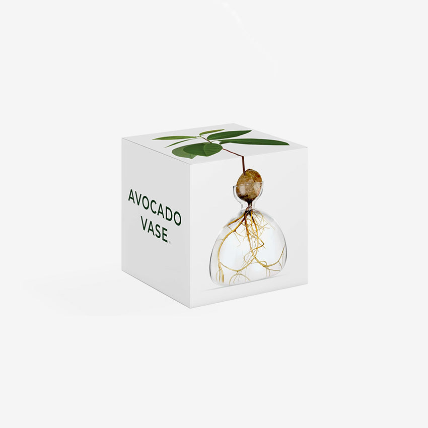 Ilex Studio | Avocado Vase