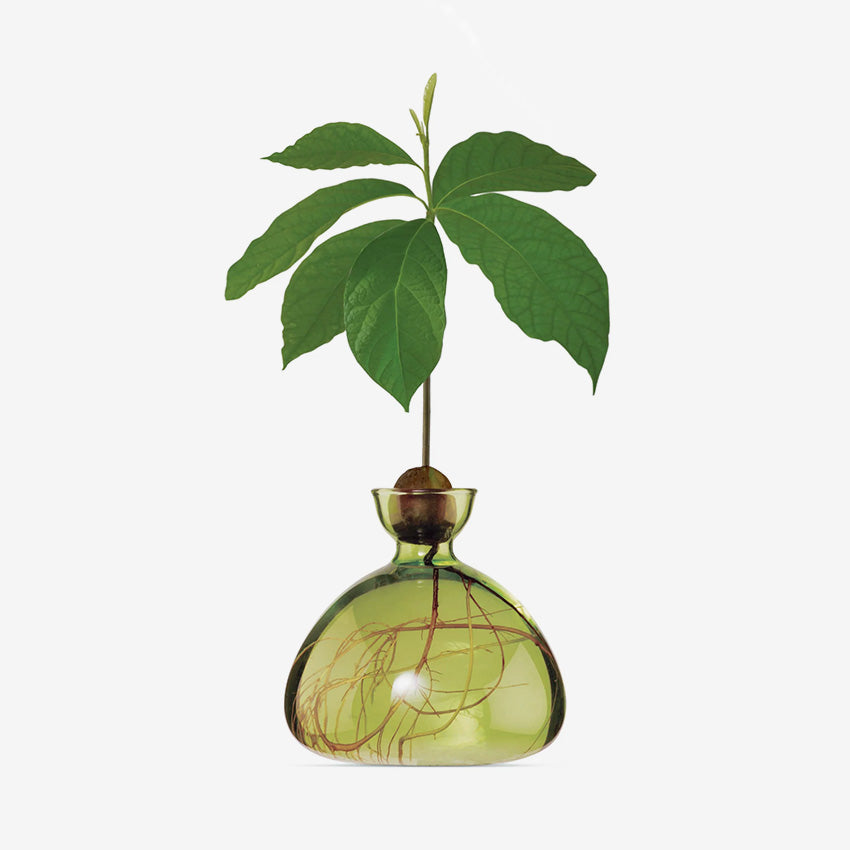 Ilex Studio | Avocado Vase