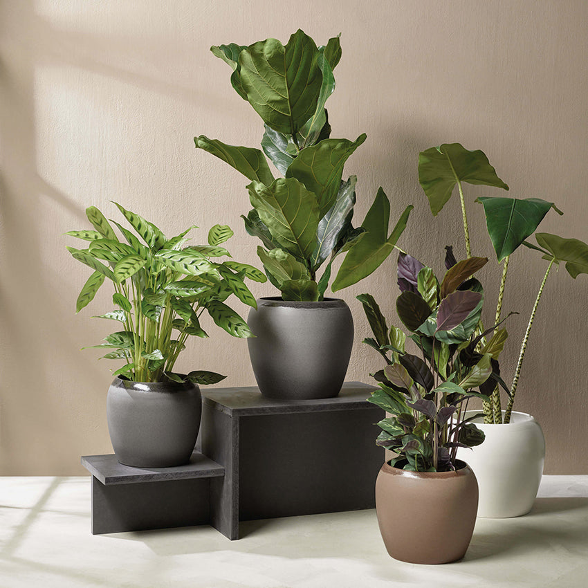 Asa Germany | Bruna Planter