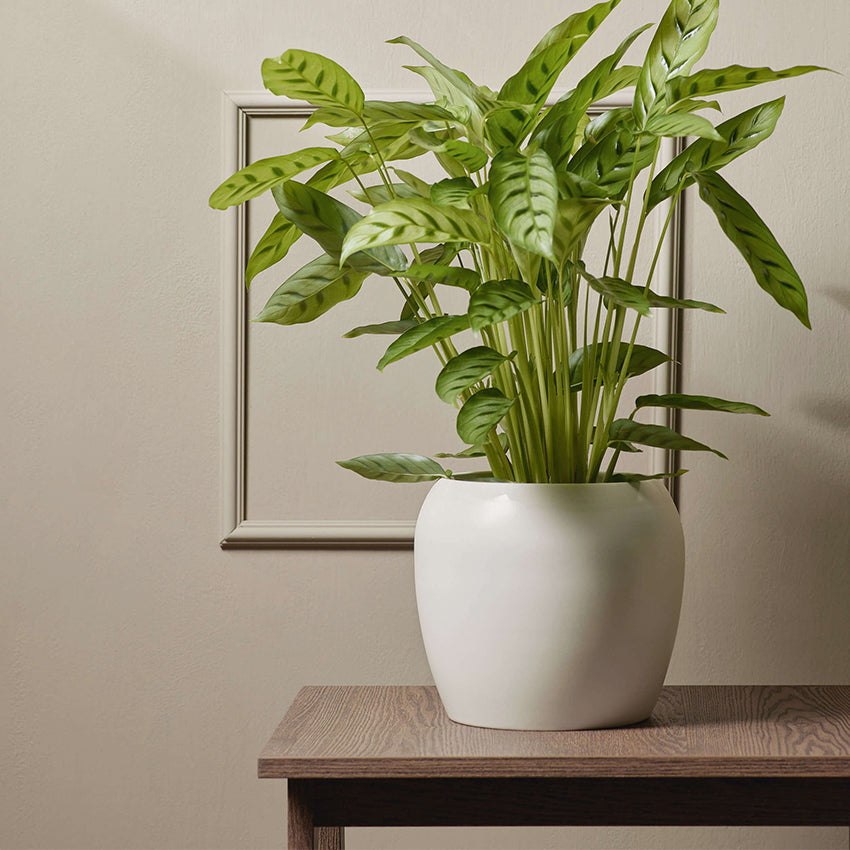 Asa Germany | Bruna Planter