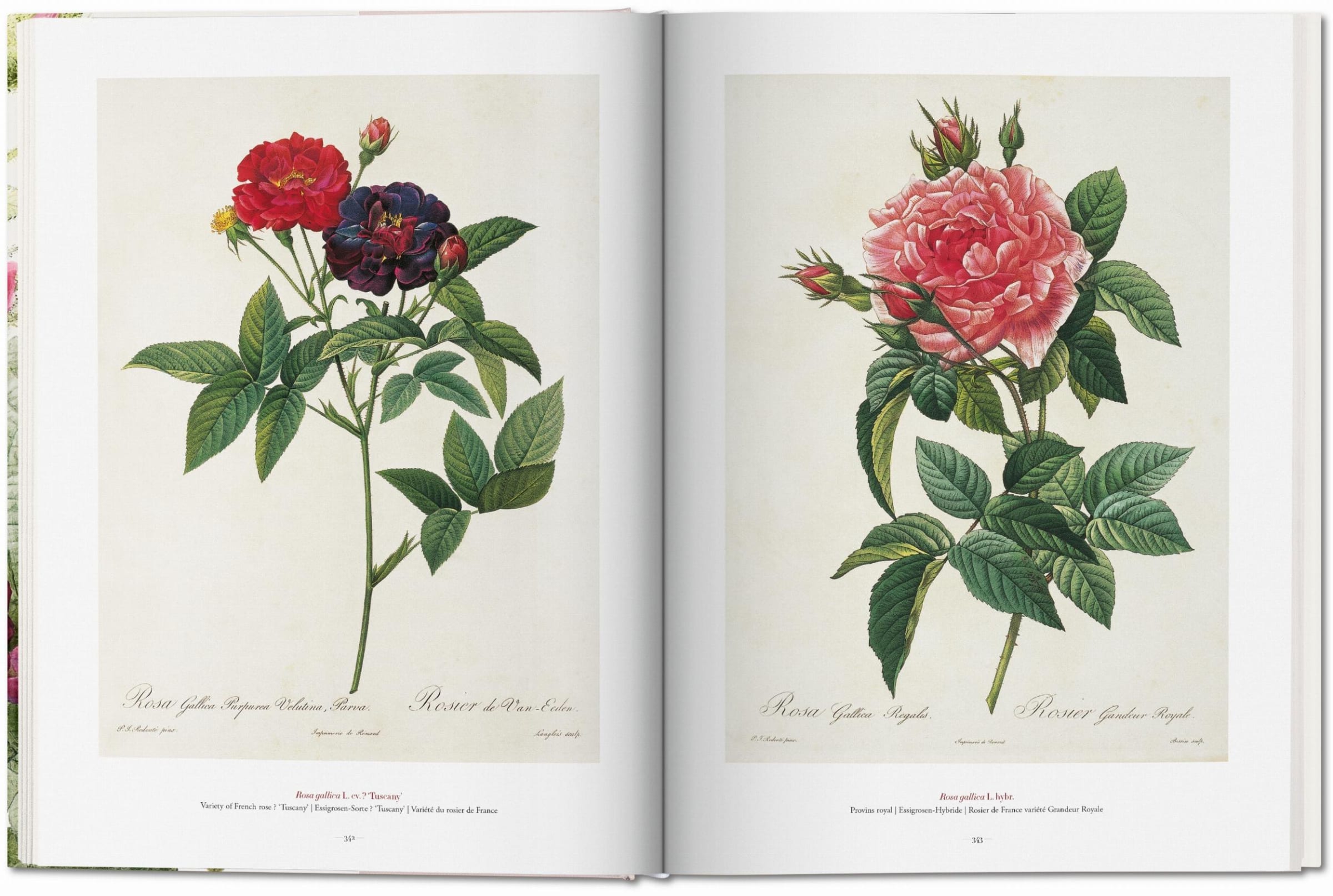 Taschen | Redouté. The Book of Flowers